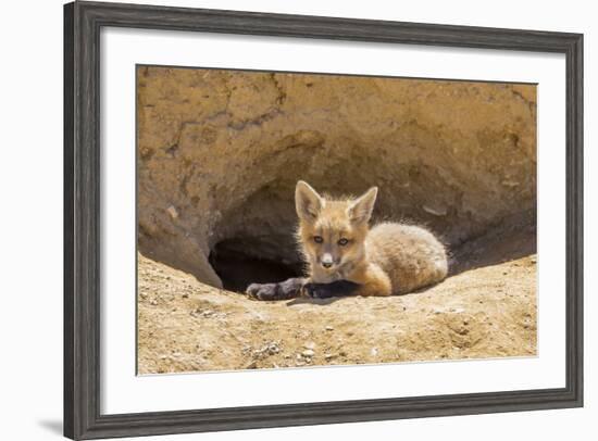 Wyoming, Lincoln County, a Red Fox Kit Lays in Front of it's Den in the Desert-Elizabeth Boehm-Framed Photographic Print