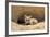 Wyoming, Lincoln County, a Red Fox Kit Lays in Front of it's Den in the Desert-Elizabeth Boehm-Framed Photographic Print