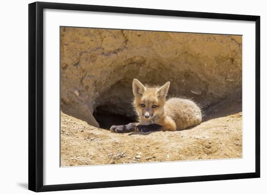 Wyoming, Lincoln County, a Red Fox Kit Lays in Front of it's Den in the Desert-Elizabeth Boehm-Framed Photographic Print