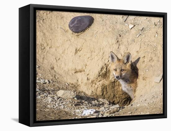Wyoming, Lincoln County, a Red Fox Kit Peers from it's Den-Elizabeth Boehm-Framed Premier Image Canvas