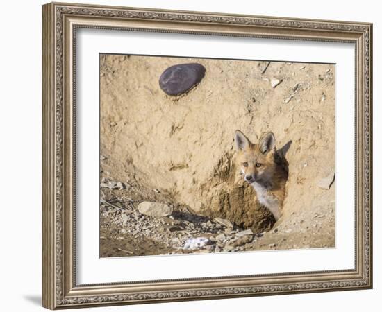 Wyoming, Lincoln County, a Red Fox Kit Peers from it's Den-Elizabeth Boehm-Framed Photographic Print