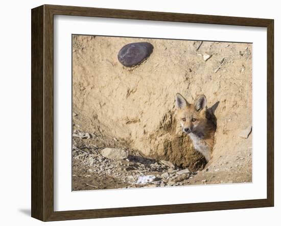 Wyoming, Lincoln County, a Red Fox Kit Peers from it's Den-Elizabeth Boehm-Framed Photographic Print