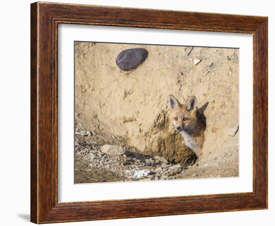 Wyoming, Lincoln County, a Red Fox Kit Peers from it's Den-Elizabeth Boehm-Framed Photographic Print