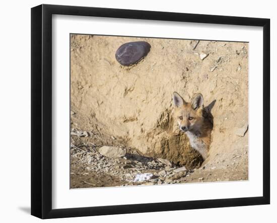 Wyoming, Lincoln County, a Red Fox Kit Peers from it's Den-Elizabeth Boehm-Framed Photographic Print