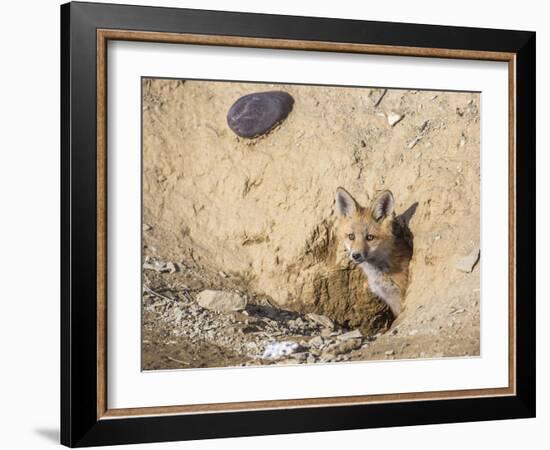 Wyoming, Lincoln County, a Red Fox Kit Peers from it's Den-Elizabeth Boehm-Framed Photographic Print