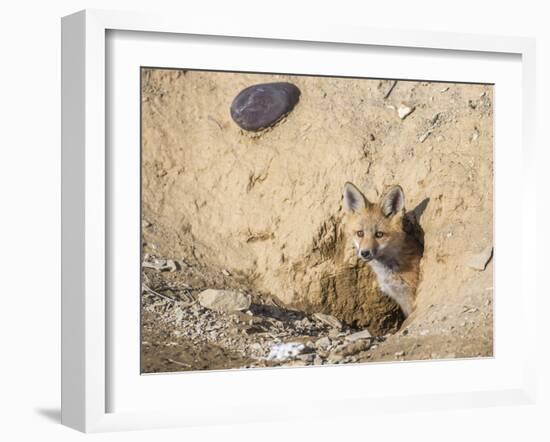 Wyoming, Lincoln County, a Red Fox Kit Peers from it's Den-Elizabeth Boehm-Framed Photographic Print