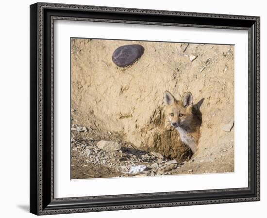 Wyoming, Lincoln County, a Red Fox Kit Peers from it's Den-Elizabeth Boehm-Framed Photographic Print