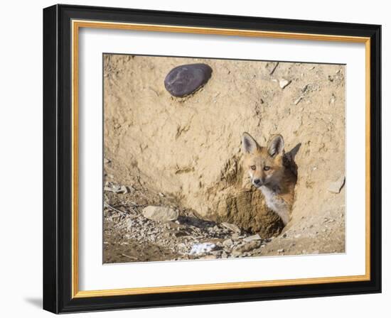 Wyoming, Lincoln County, a Red Fox Kit Peers from it's Den-Elizabeth Boehm-Framed Photographic Print