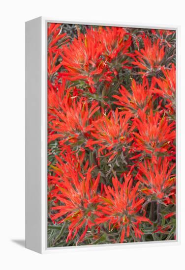 Wyoming, Lincoln County, Desert Paintbrush Close Up of Flowers-Elizabeth Boehm-Framed Premier Image Canvas