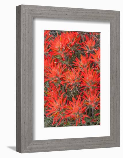 Wyoming, Lincoln County, Desert Paintbrush Close Up of Flowers-Elizabeth Boehm-Framed Photographic Print