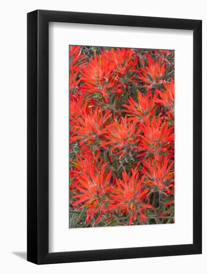 Wyoming, Lincoln County, Desert Paintbrush Close Up of Flowers-Elizabeth Boehm-Framed Photographic Print