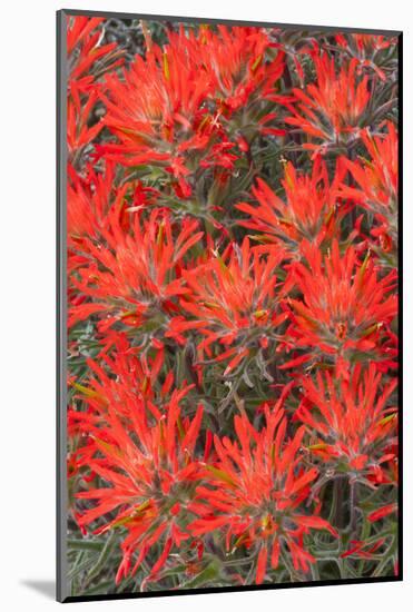 Wyoming, Lincoln County, Desert Paintbrush Close Up of Flowers-Elizabeth Boehm-Mounted Photographic Print