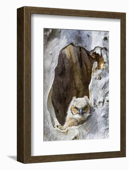 Wyoming, Lincoln County, Great Horned Owlet Looking Out of Nest-Elizabeth Boehm-Framed Photographic Print