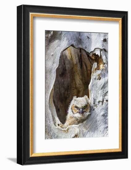 Wyoming, Lincoln County, Great Horned Owlet Looking Out of Nest-Elizabeth Boehm-Framed Photographic Print