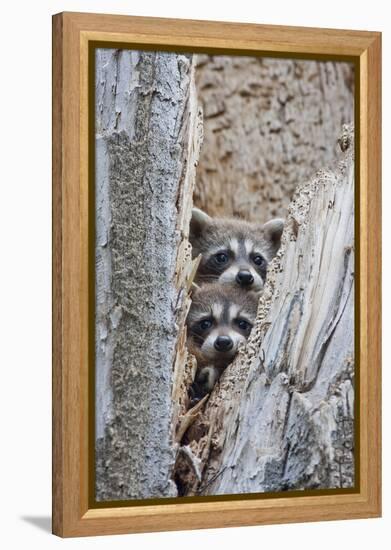 Wyoming, Lincoln County, Raccoon Young Looking Out Cavity in Snag-Elizabeth Boehm-Framed Premier Image Canvas