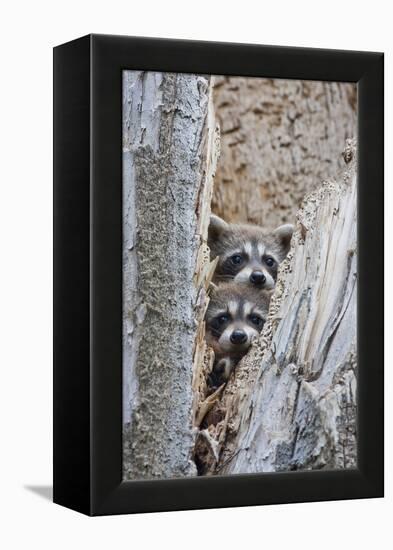 Wyoming, Lincoln County, Raccoon Young Looking Out Cavity in Snag-Elizabeth Boehm-Framed Premier Image Canvas