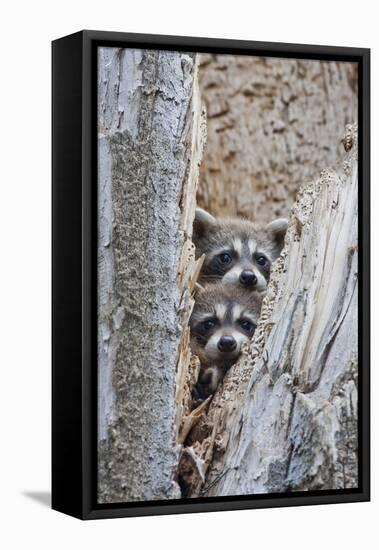 Wyoming, Lincoln County, Raccoon Young Looking Out Cavity in Snag-Elizabeth Boehm-Framed Premier Image Canvas