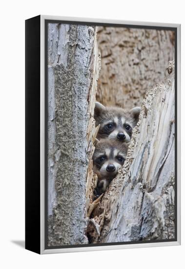 Wyoming, Lincoln County, Raccoon Young Looking Out Cavity in Snag-Elizabeth Boehm-Framed Premier Image Canvas