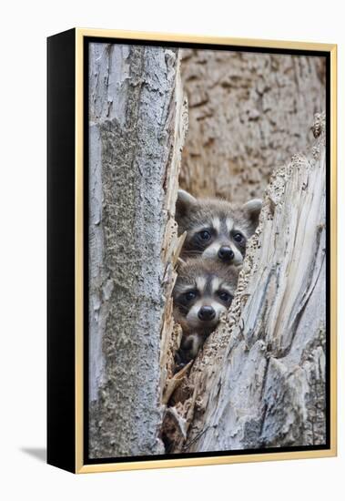 Wyoming, Lincoln County, Raccoon Young Looking Out Cavity in Snag-Elizabeth Boehm-Framed Premier Image Canvas