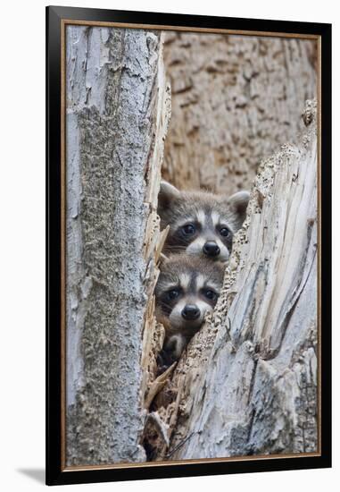 Wyoming, Lincoln County, Raccoon Young Looking Out Cavity in Snag-Elizabeth Boehm-Framed Premium Photographic Print