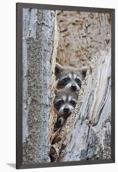 Wyoming, Lincoln County, Raccoon Young Looking Out Cavity in Snag-Elizabeth Boehm-Framed Premium Photographic Print