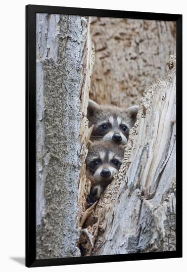 Wyoming, Lincoln County, Raccoon Young Looking Out Cavity in Snag-Elizabeth Boehm-Framed Premium Photographic Print