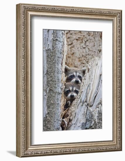 Wyoming, Lincoln County, Raccoon Young Looking Out Cavity in Snag-Elizabeth Boehm-Framed Photographic Print