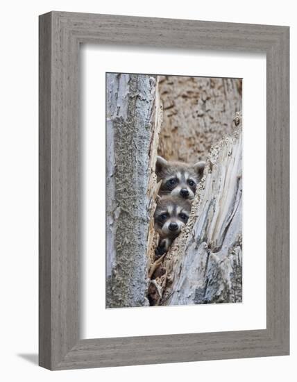 Wyoming, Lincoln County, Raccoon Young Looking Out Cavity in Snag-Elizabeth Boehm-Framed Photographic Print