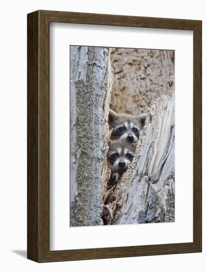 Wyoming, Lincoln County, Raccoon Young Looking Out Cavity in Snag-Elizabeth Boehm-Framed Photographic Print