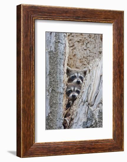 Wyoming, Lincoln County, Raccoon Young Looking Out Cavity in Snag-Elizabeth Boehm-Framed Photographic Print