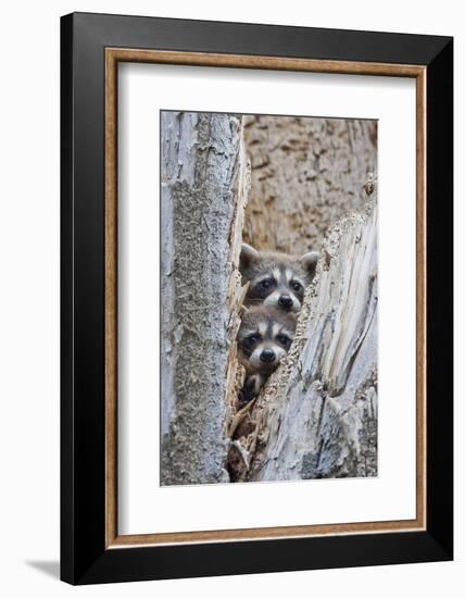 Wyoming, Lincoln County, Raccoon Young Looking Out Cavity in Snag-Elizabeth Boehm-Framed Photographic Print