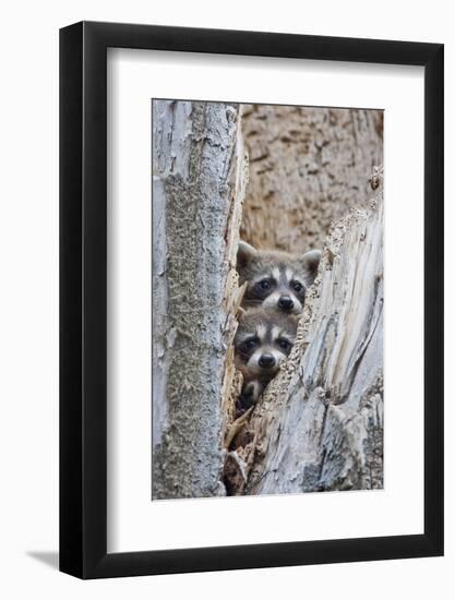 Wyoming, Lincoln County, Raccoon Young Looking Out Cavity in Snag-Elizabeth Boehm-Framed Photographic Print