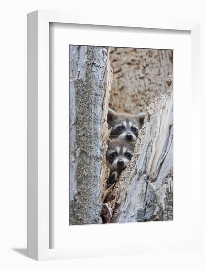 Wyoming, Lincoln County, Raccoon Young Looking Out Cavity in Snag-Elizabeth Boehm-Framed Photographic Print