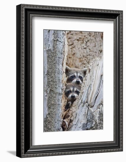 Wyoming, Lincoln County, Raccoon Young Looking Out Cavity in Snag-Elizabeth Boehm-Framed Photographic Print