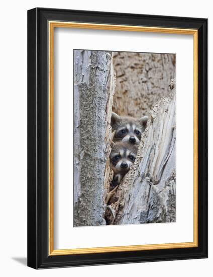 Wyoming, Lincoln County, Raccoon Young Looking Out Cavity in Snag-Elizabeth Boehm-Framed Photographic Print