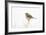 Wyoming, Lincoln County, Sage Thrasher Roosting on Bush-Elizabeth Boehm-Framed Photographic Print