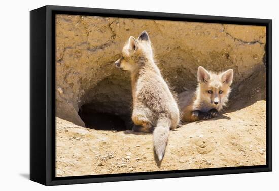 Wyoming, Lincoln County, Two Fox Kits Sit in Front of their Den-Elizabeth Boehm-Framed Premier Image Canvas