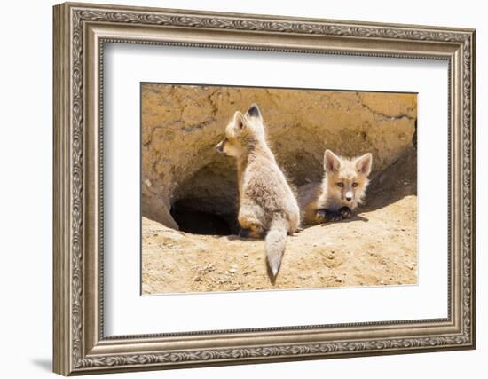 Wyoming, Lincoln County, Two Fox Kits Sit in Front of their Den-Elizabeth Boehm-Framed Photographic Print