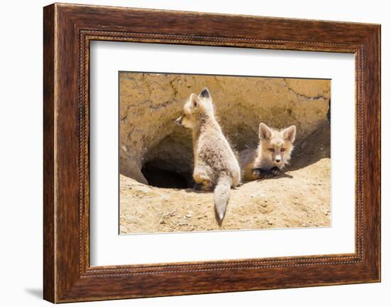 Wyoming, Lincoln County, Two Fox Kits Sit in Front of their Den-Elizabeth Boehm-Framed Photographic Print