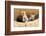 Wyoming, Lincoln County, Two Fox Kits Sit in Front of their Den-Elizabeth Boehm-Framed Photographic Print