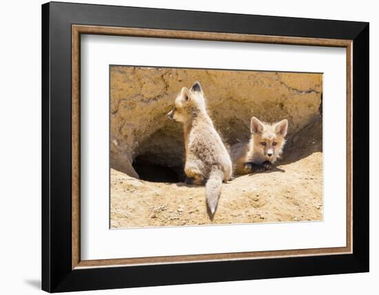 Wyoming, Lincoln County, Two Fox Kits Sit in Front of their Den-Elizabeth Boehm-Framed Photographic Print