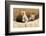 Wyoming, Lincoln County, Two Fox Kits Sit in Front of their Den-Elizabeth Boehm-Framed Photographic Print