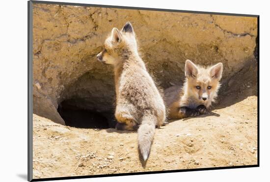 Wyoming, Lincoln County, Two Fox Kits Sit in Front of their Den-Elizabeth Boehm-Mounted Photographic Print