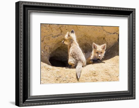 Wyoming, Lincoln County, Two Fox Kits Sit in Front of their Den-Elizabeth Boehm-Framed Photographic Print