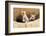 Wyoming, Lincoln County, Two Fox Kits Sit in Front of their Den-Elizabeth Boehm-Framed Photographic Print