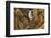 Wyoming, Lower Falls Yellowstone National Park-Patrick J. Wall-Framed Photographic Print