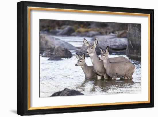 Wyoming, Mule Deer Doe and Fawns Standing in River During Autumn-Elizabeth Boehm-Framed Photographic Print