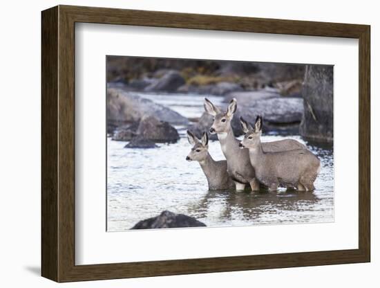 Wyoming, Mule Deer Doe and Fawns Standing in River During Autumn-Elizabeth Boehm-Framed Photographic Print