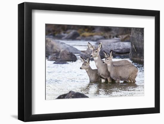 Wyoming, Mule Deer Doe and Fawns Standing in River During Autumn-Elizabeth Boehm-Framed Photographic Print