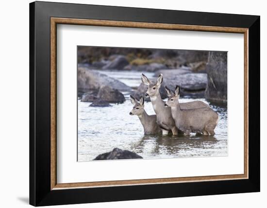 Wyoming, Mule Deer Doe and Fawns Standing in River During Autumn-Elizabeth Boehm-Framed Photographic Print